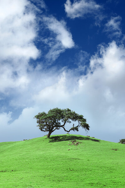 Дерево в зеленом поле пейзажа
