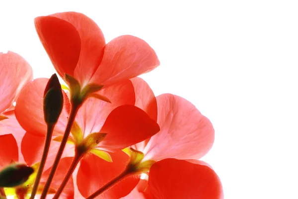 Red flower macro over white background — Stock Photo, Image