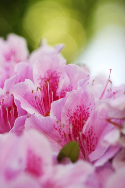 Azaleen-Blüten — Stockfoto