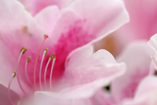 Närbild av azalea blomma. — Stockfoto