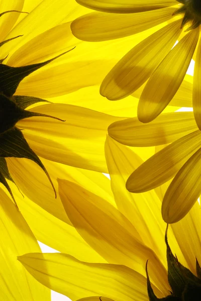 Sarı çiçek arka plan — Stok fotoğraf