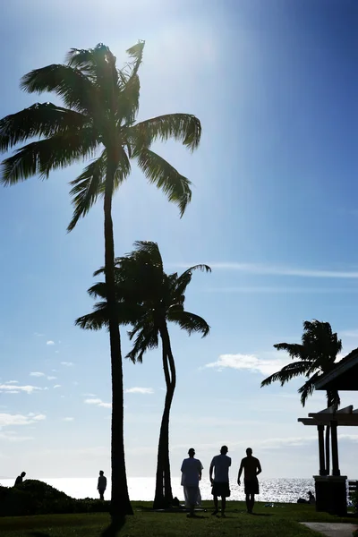 Palmträd vid havet i hawaii — Stockfoto