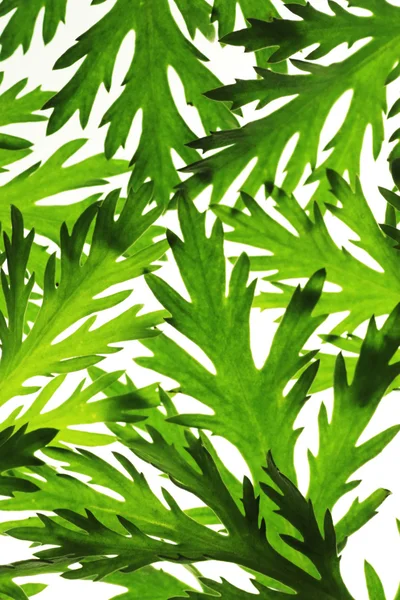 Цветочный фон зеленых листьев — стоковое фото