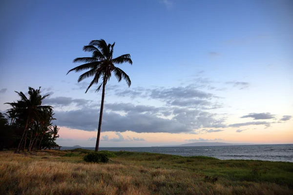Palmboom op de Oceaan — Stockfoto