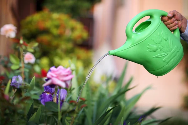Hand holding watering can watering flowers. — Stock Photo, Image