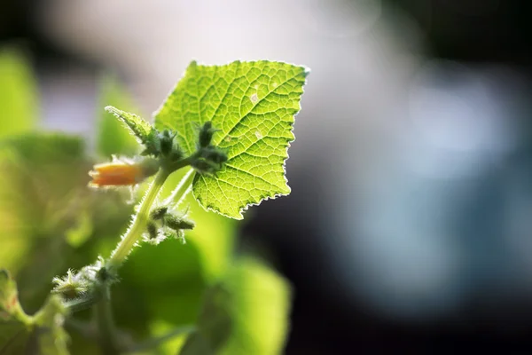 若いキュウリ植物、葉の上のクローズ アップ マクロ. — ストック写真