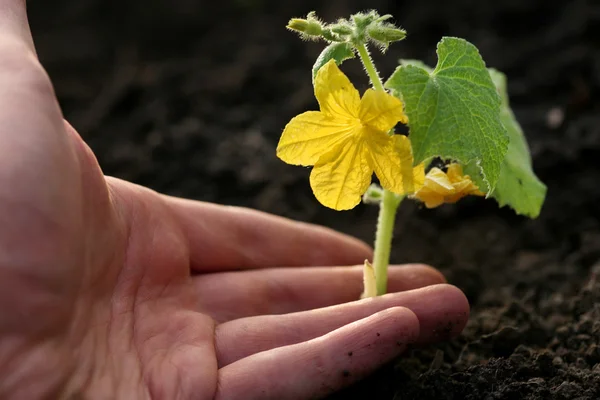 Hand planting small cucumber in soil — Stock Photo, Image