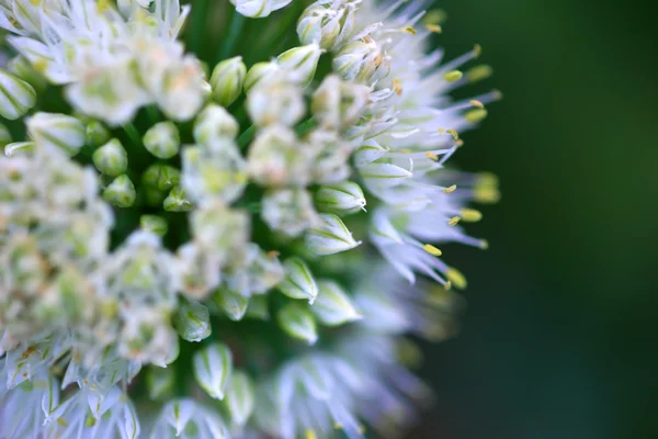 Blooming onion flower bud — Stock Photo, Image