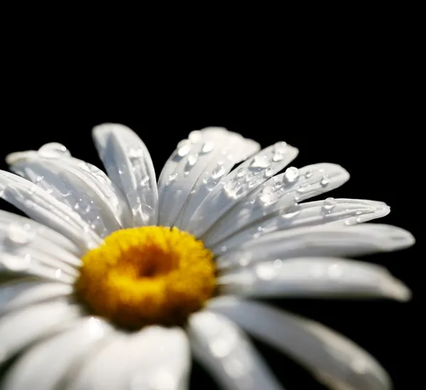 Daisy flower — Stock Photo, Image