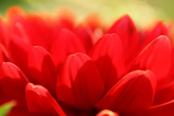 Abstract flower background — Stock Photo, Image