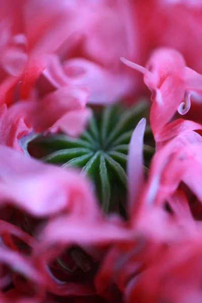 Maková květinka — Stock fotografie
