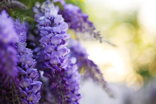 Violet flowers background — Stock Photo, Image