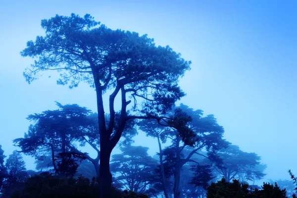 Belas árvores na manhã nebulosa — Fotografia de Stock
