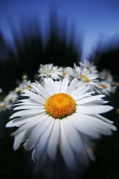 Daisy at night — Stock Photo, Image