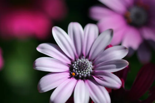 Рожевий ромашка квіти — стокове фото