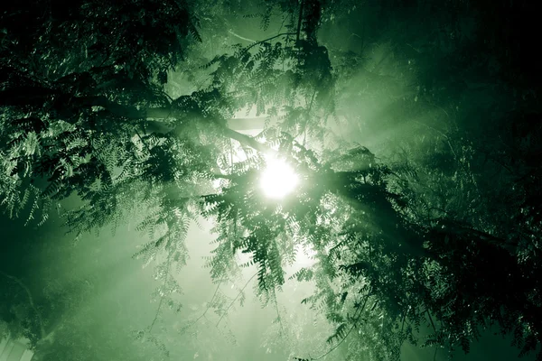 Rayons de lumière brille à travers les branches des arbres — Photo