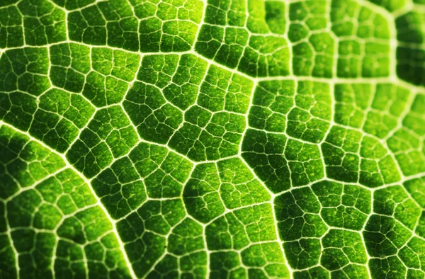 Green leaf texture background — Stock Photo, Image