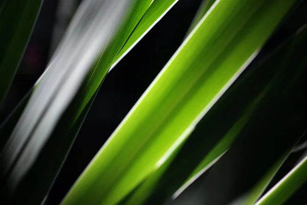 Grama verde close-up fundo abstrato — Fotografia de Stock