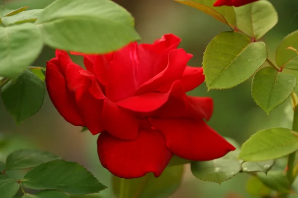 Rosso testa di rosa — Foto Stock