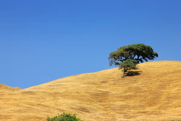 Lone tree on a hill under clear blue sky. — Stock Photo, Image