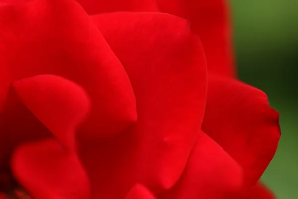 Rode roos hoofd — Stockfoto