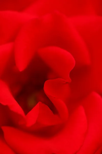 Rosso testa di rosa — Foto Stock