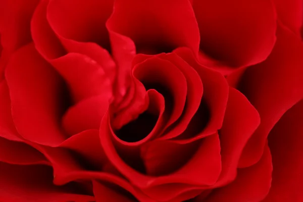 Red rose perils — Stock Photo, Image