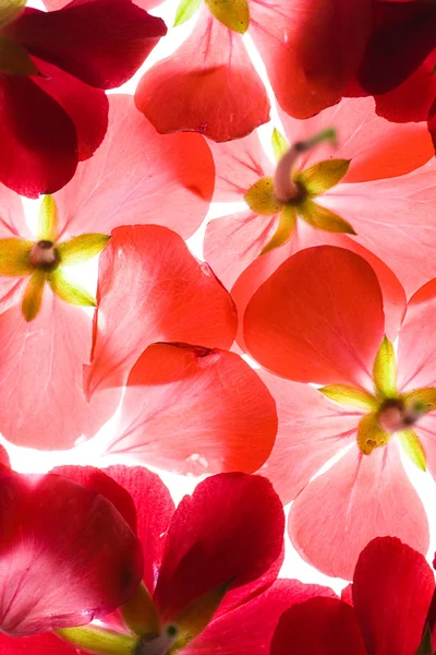 Pétalas de flores vermelhas retroiluminadas — Fotografia de Stock