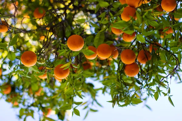 Naranjas maduras en un árbol —  Fotos de Stock