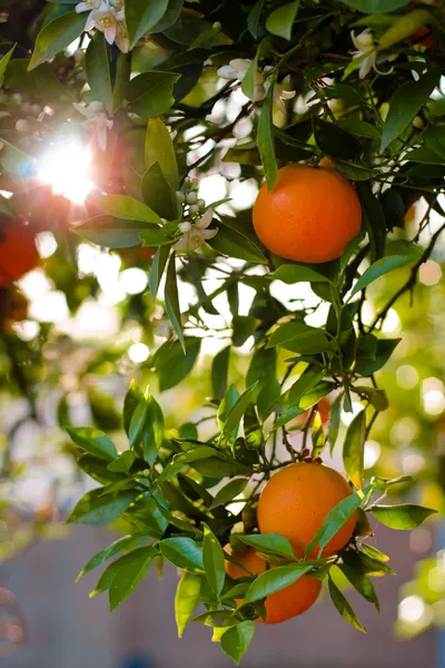 Ripe Oranges — Stock Photo, Image