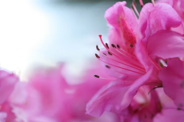 Pink Blossom — Stock Photo, Image