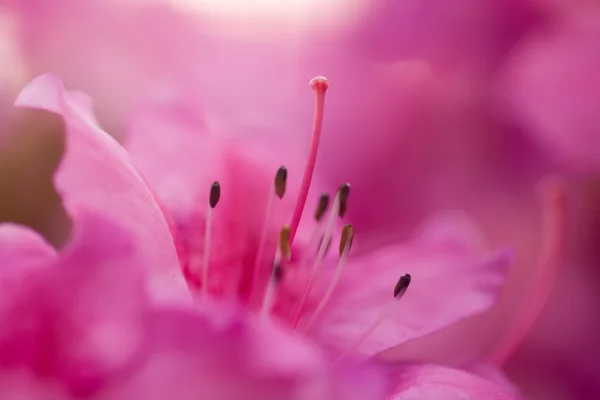 Pembe çiçeği açelya çiçek — Stok fotoğraf