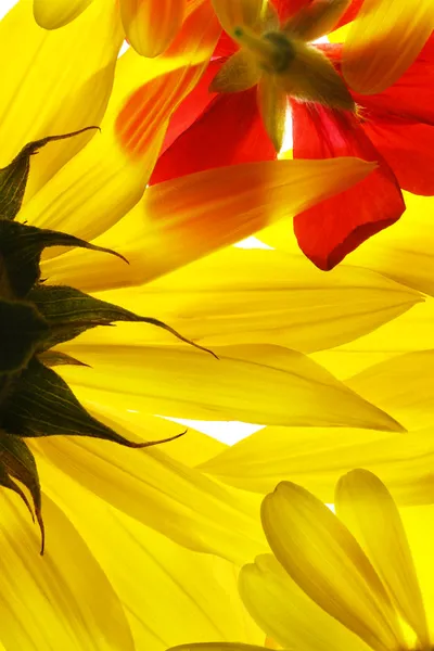 Gele en rode zomerbloemen — Stockfoto