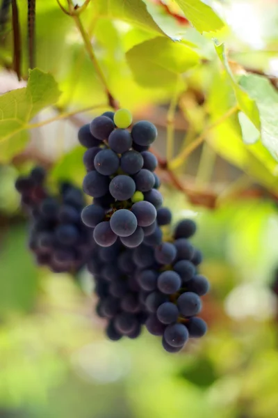 Bunch of grapes on grapevine in vineyard — Stock Photo, Image