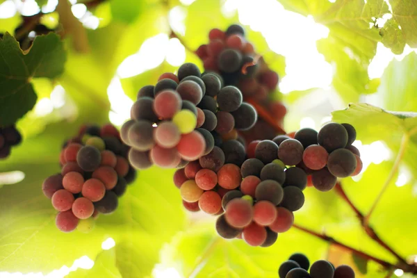 Ramo de uvas sobre vid en viñedo —  Fotos de Stock