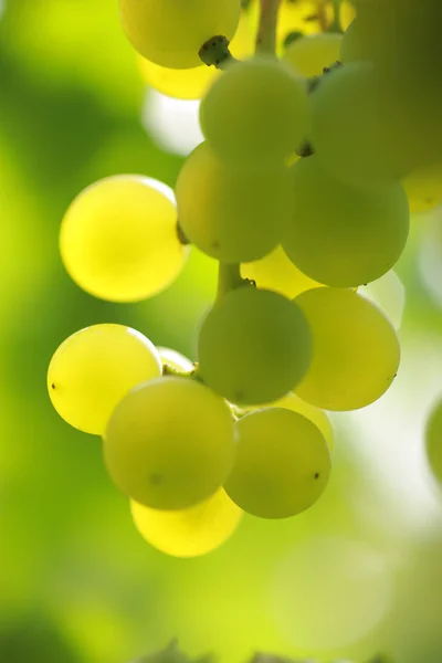 Szőlőfürt, a szőlőskertben a szőlő — Stock Fotó