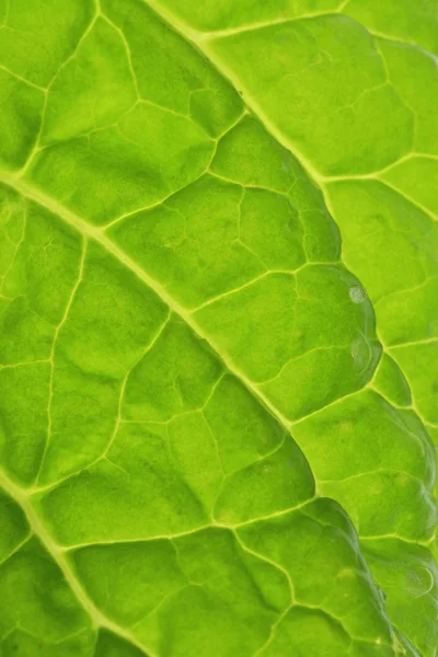 Hoja de ensalada fresca — Foto de Stock