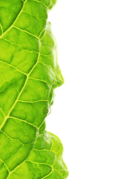 Fresh salad leaf — Stock Photo, Image