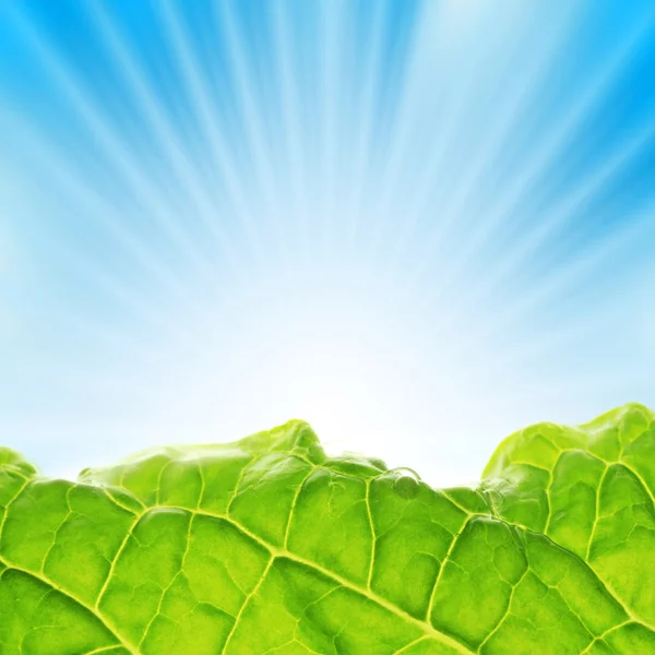 Fresh greenery with rays of sun — Stock Photo, Image