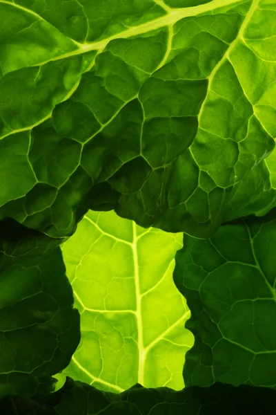 Hojas de ensalada — Foto de Stock