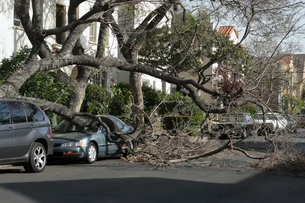 Coche atrapado bajo árbol caído —  Fotos de Stock