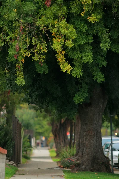 Eski kenarındaki ağaçlar — Stok fotoğraf