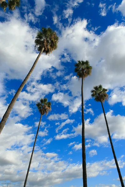 High palm trees — Stock Photo, Image