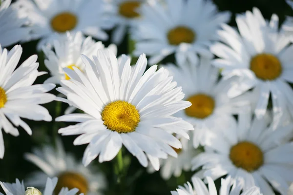 ヒナギクの花のベッド — ストック写真