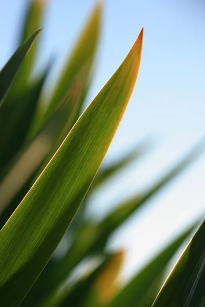 Grönt gräs makro — Stockfoto