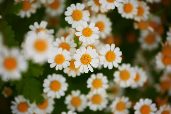 เตียงดอกไม้ของดอกเดซี่ — ภาพถ่ายสต็อก