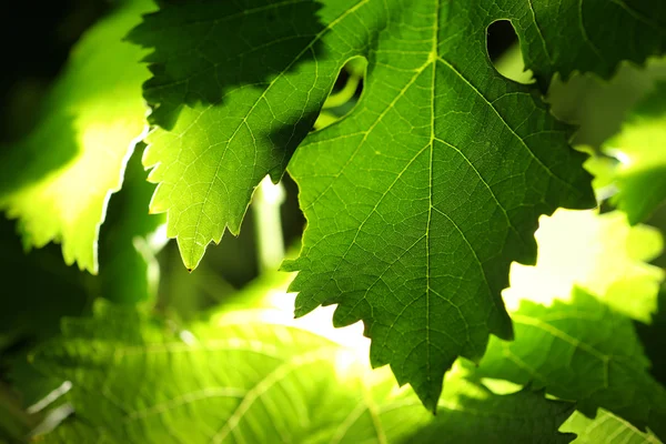 Подсветка виноградных листьев фона — стоковое фото