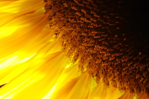 Zonnebloem detail — Stockfoto