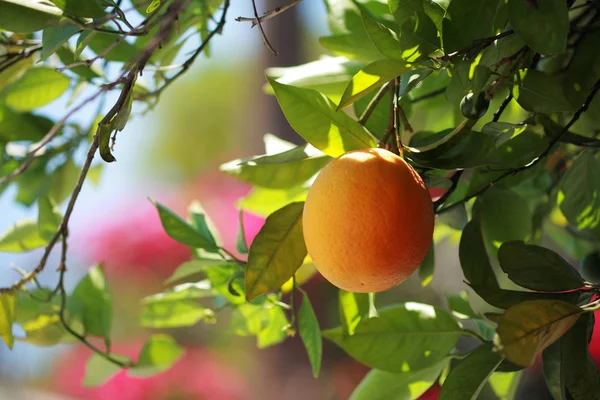 Naranja madura en un árbol —  Fotos de Stock