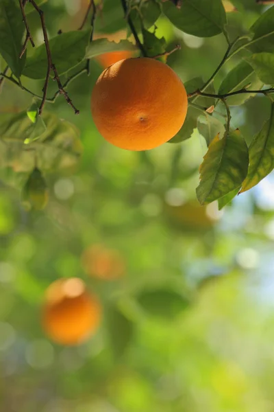 一棵树上脐橙成熟 — 图库照片